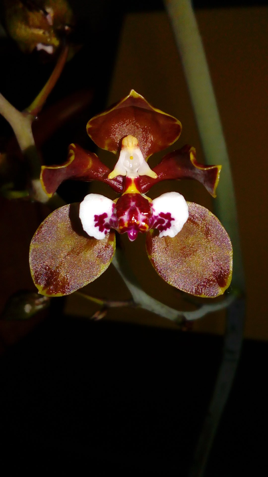 Oncidium microchillum